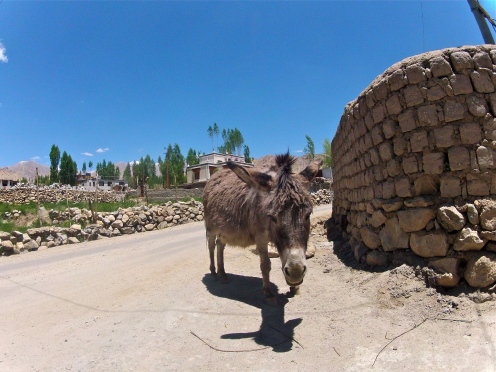 Lonely donkeys litter the town of Leh.